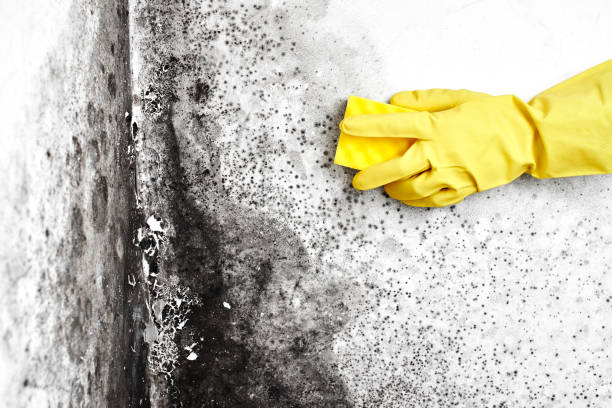 Best Residential Mold Remediation in Golden Beach, MD