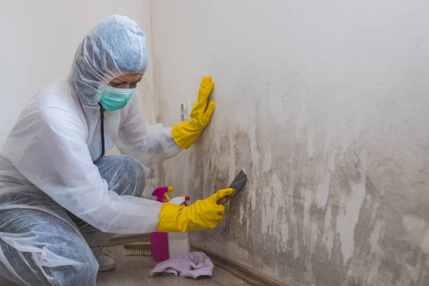 Best Industrial Mold Remediation in Golden Beach, MD