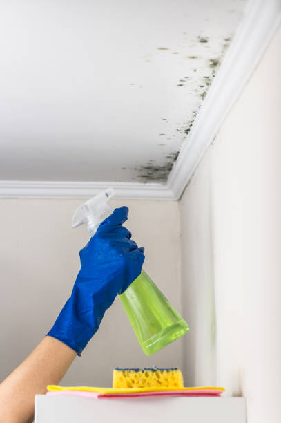 Best Black Mold Remediation in Golden Beach, MD